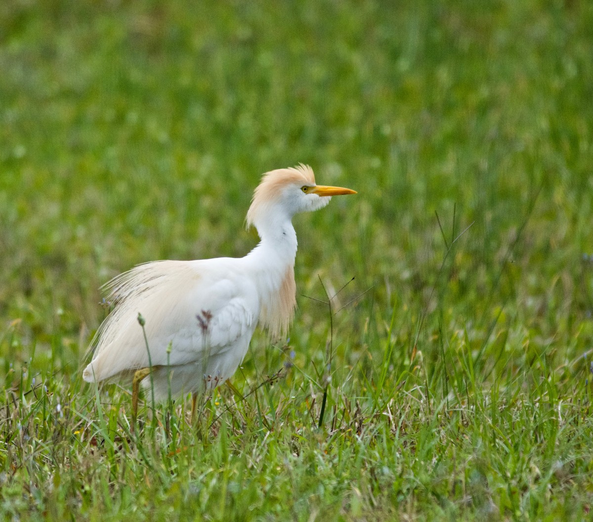 Western Cattle Egret - Janice Neitzel
