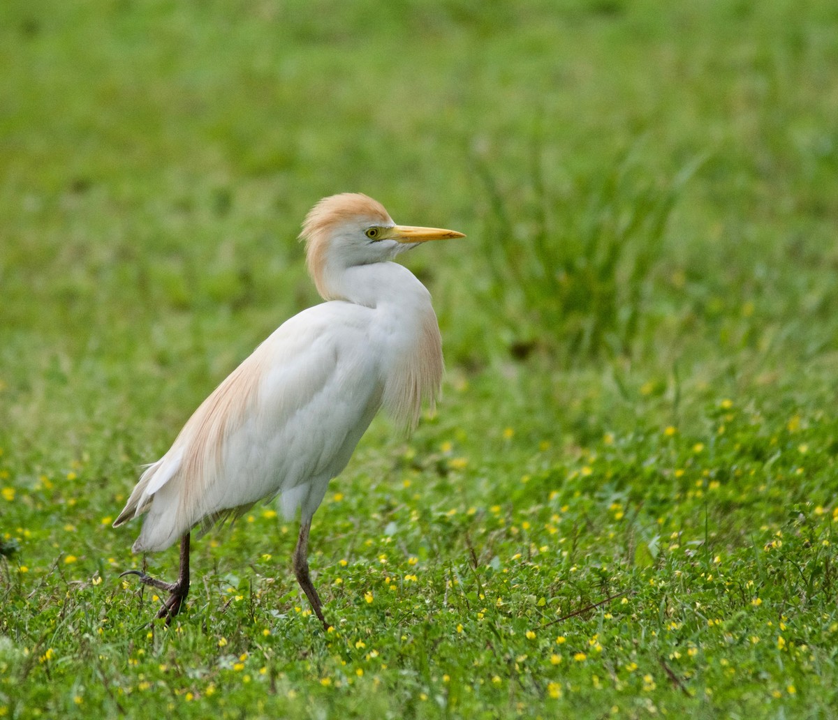 Чапля єгипетська (підвид ibis) - ML616545065