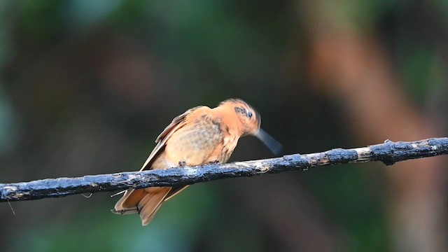 kolibřík duhovohřbetý - ML616545072