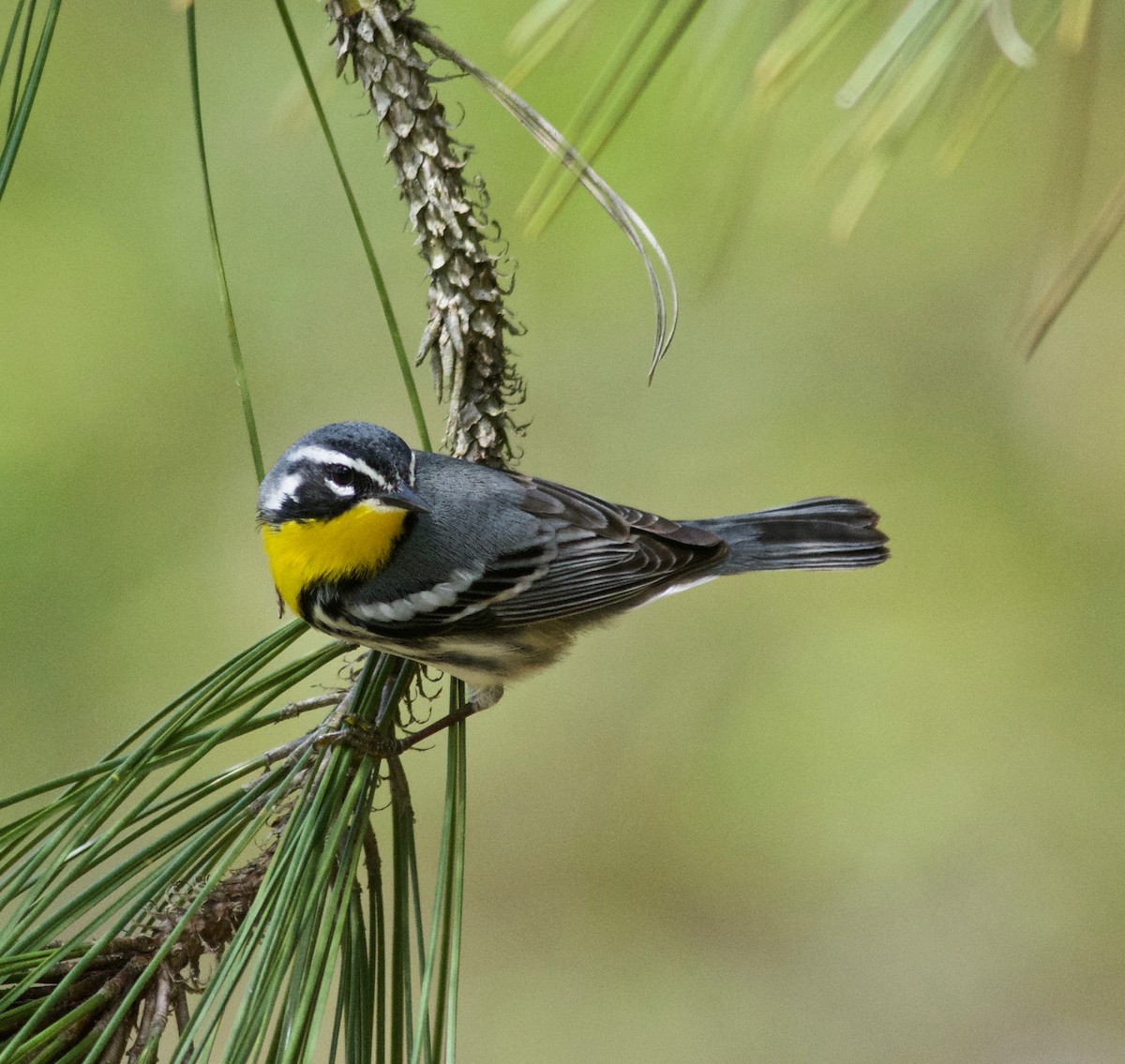 Yellow-throated Warbler - Janice Neitzel