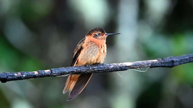 kolibřík duhovohřbetý - ML616545124
