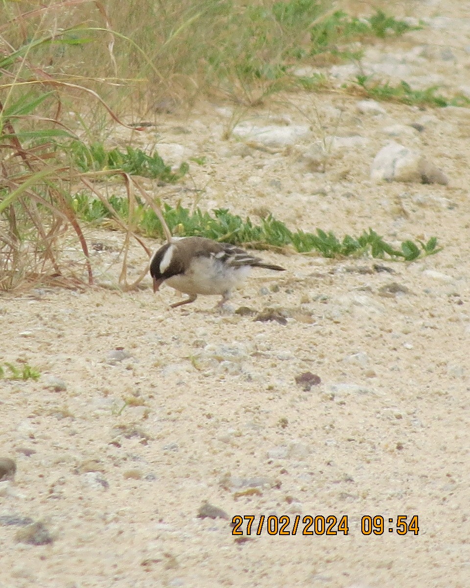 White-browed Sparrow-Weaver - ML616545185