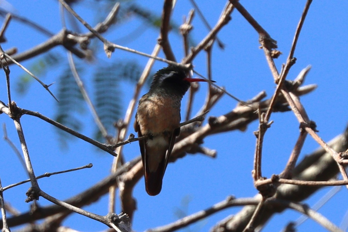 Xantus's Hummingbird - ML616545189