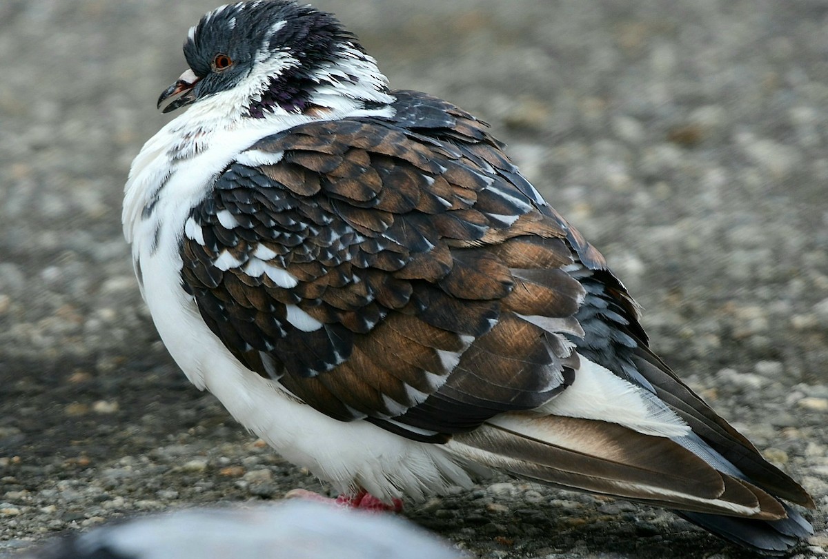 Rock Pigeon (Feral Pigeon) - Sean Hatch