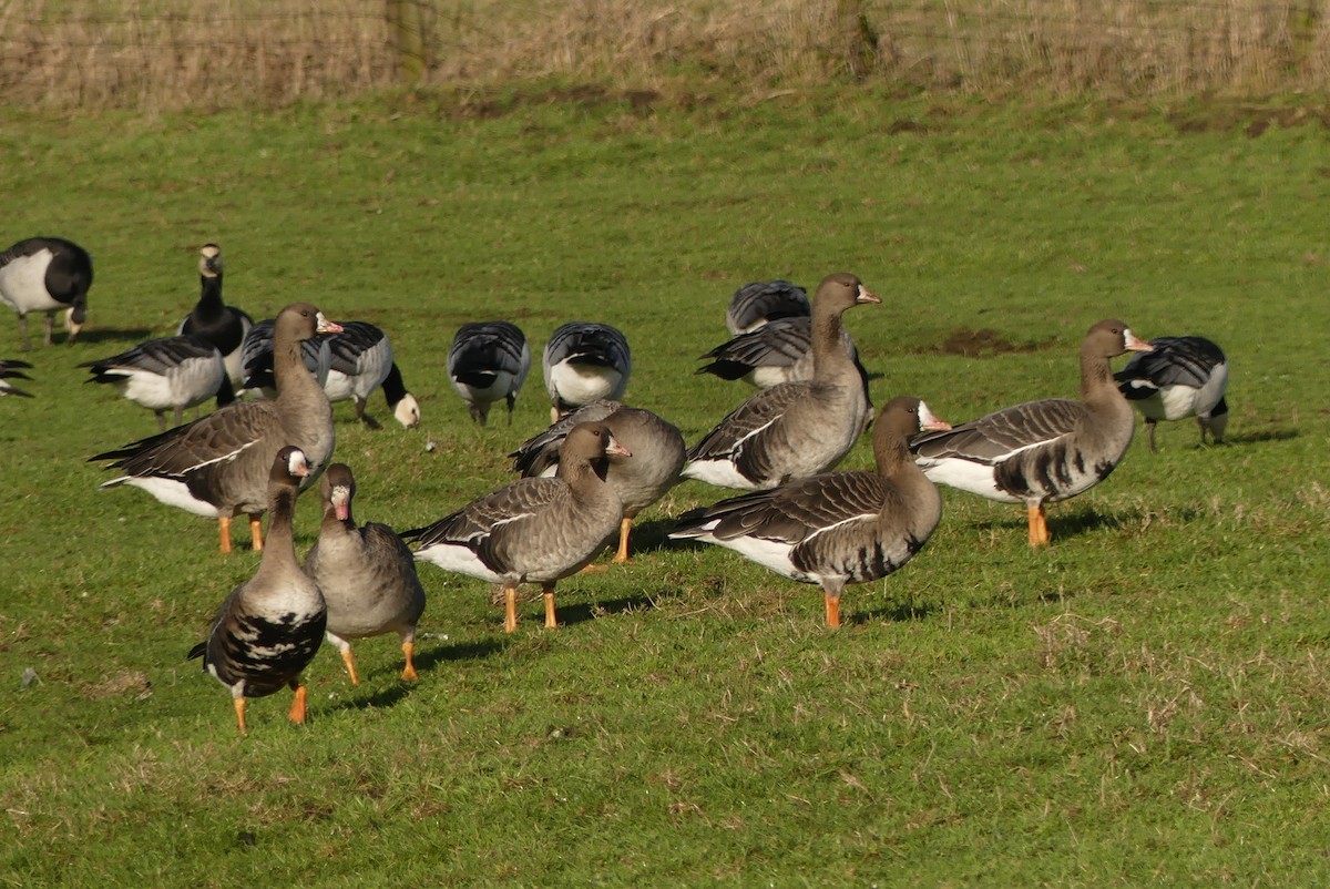 Greater White-fronted Goose - ML616545221