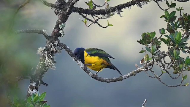 Black-chested Mountain Tanager - ML616545245