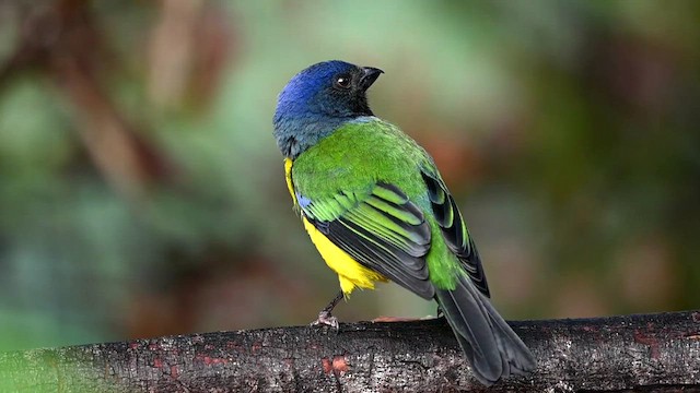 Black-chested Mountain Tanager - ML616545246
