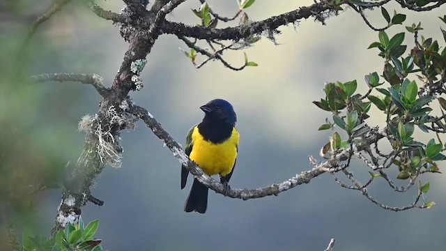 Black-chested Mountain Tanager - ML616545248