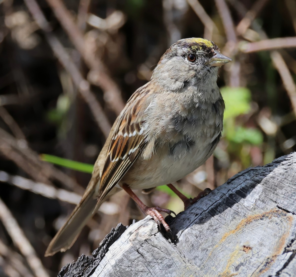 Golden-crowned Sparrow - ML616545314