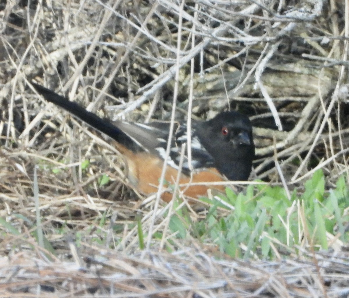 Spotted Towhee - ML616545439