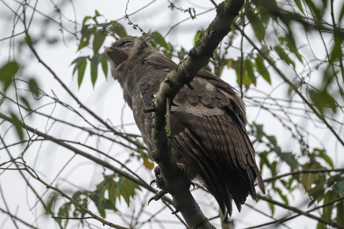 Verreaux's Eagle-Owl - ML616545560