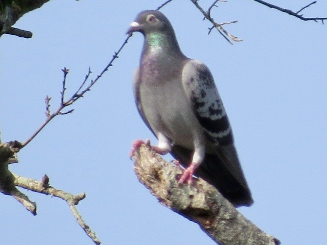 Rock Pigeon (Feral Pigeon) - ML616545563