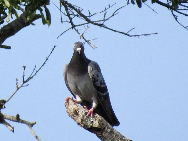 Rock Pigeon (Feral Pigeon) - ML616545564