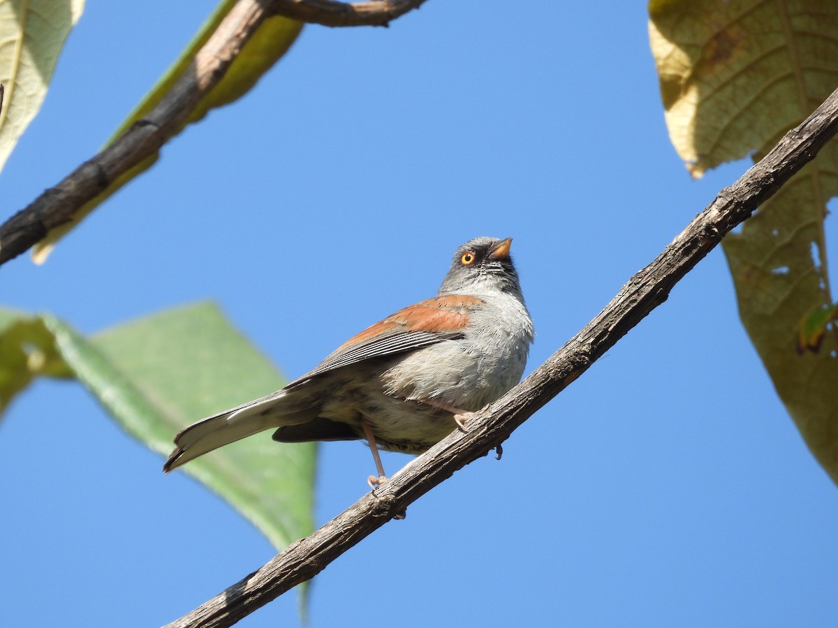 Yellow-eyed Junco (Mexican) - ML616545596