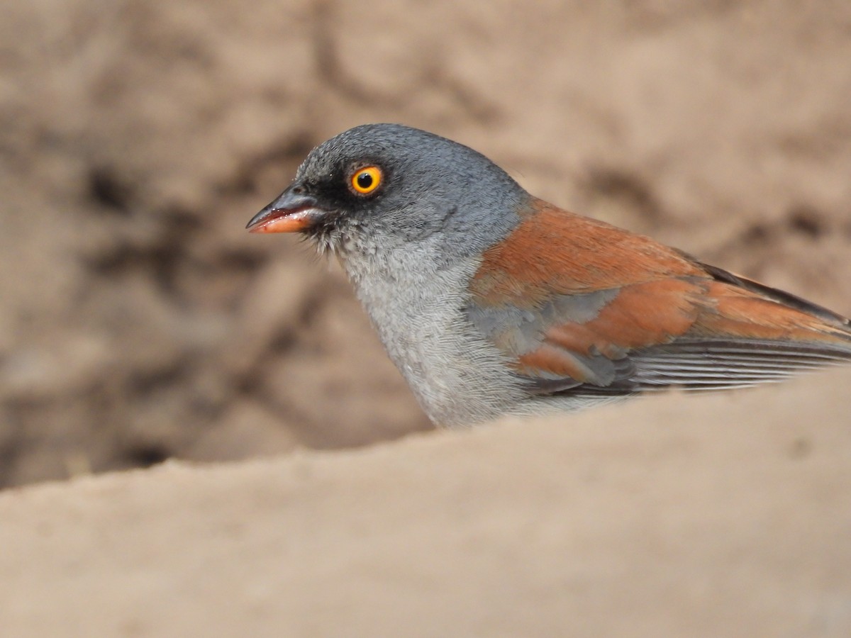 Yellow-eyed Junco (Mexican) - ML616545637