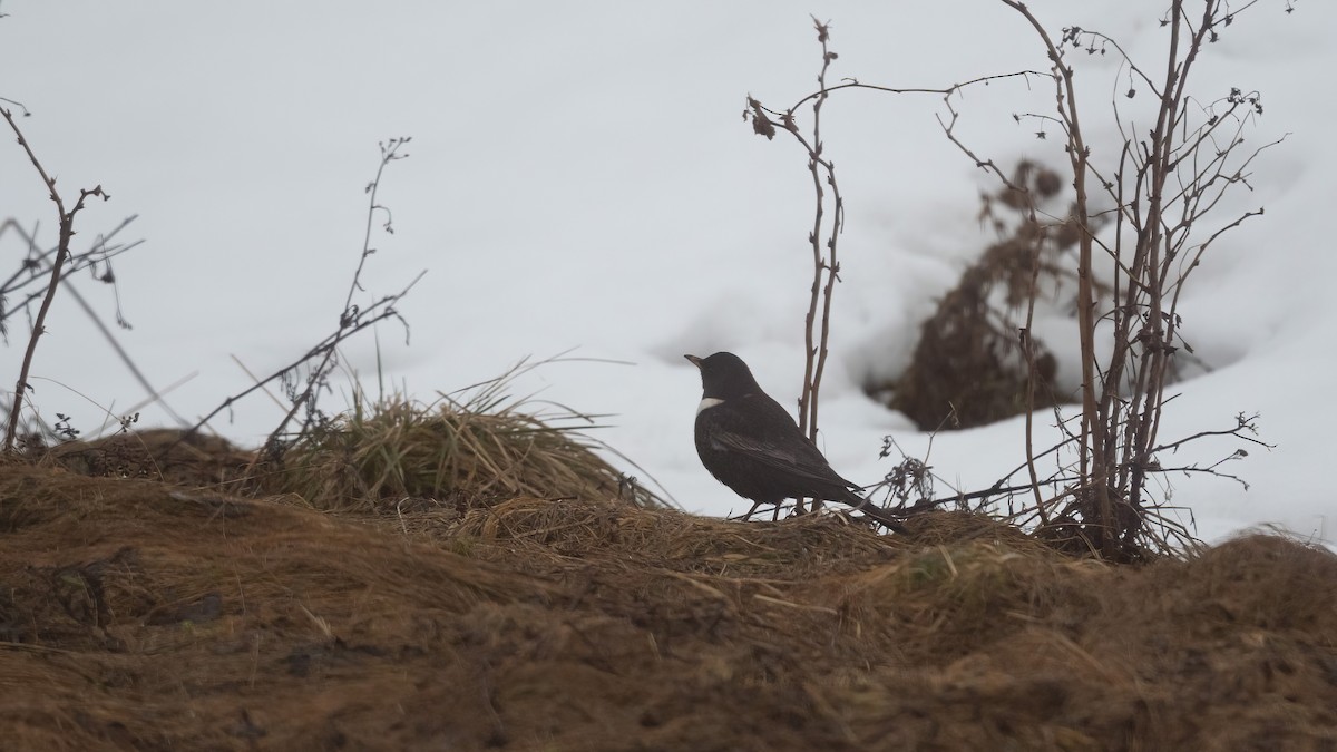 Ring Ouzel (Northern) - ML616545777