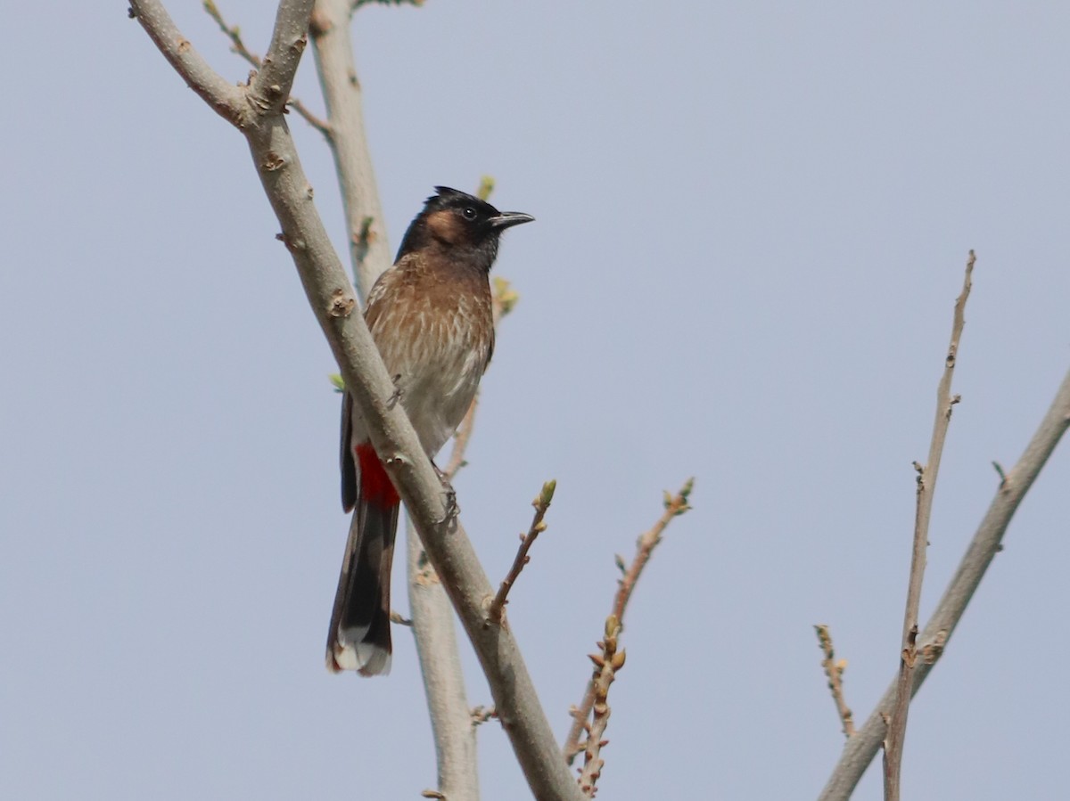 Red-vented Bulbul - ML616545790