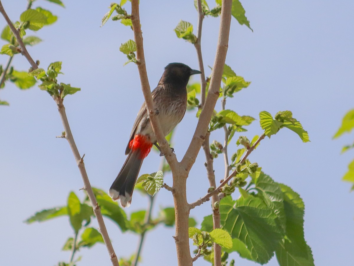 Red-vented Bulbul - ML616545893