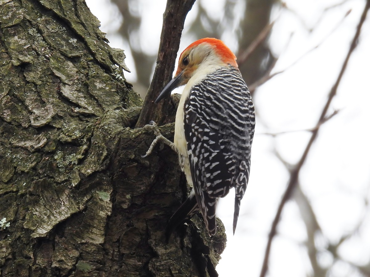 Red-bellied Woodpecker - ML616545913