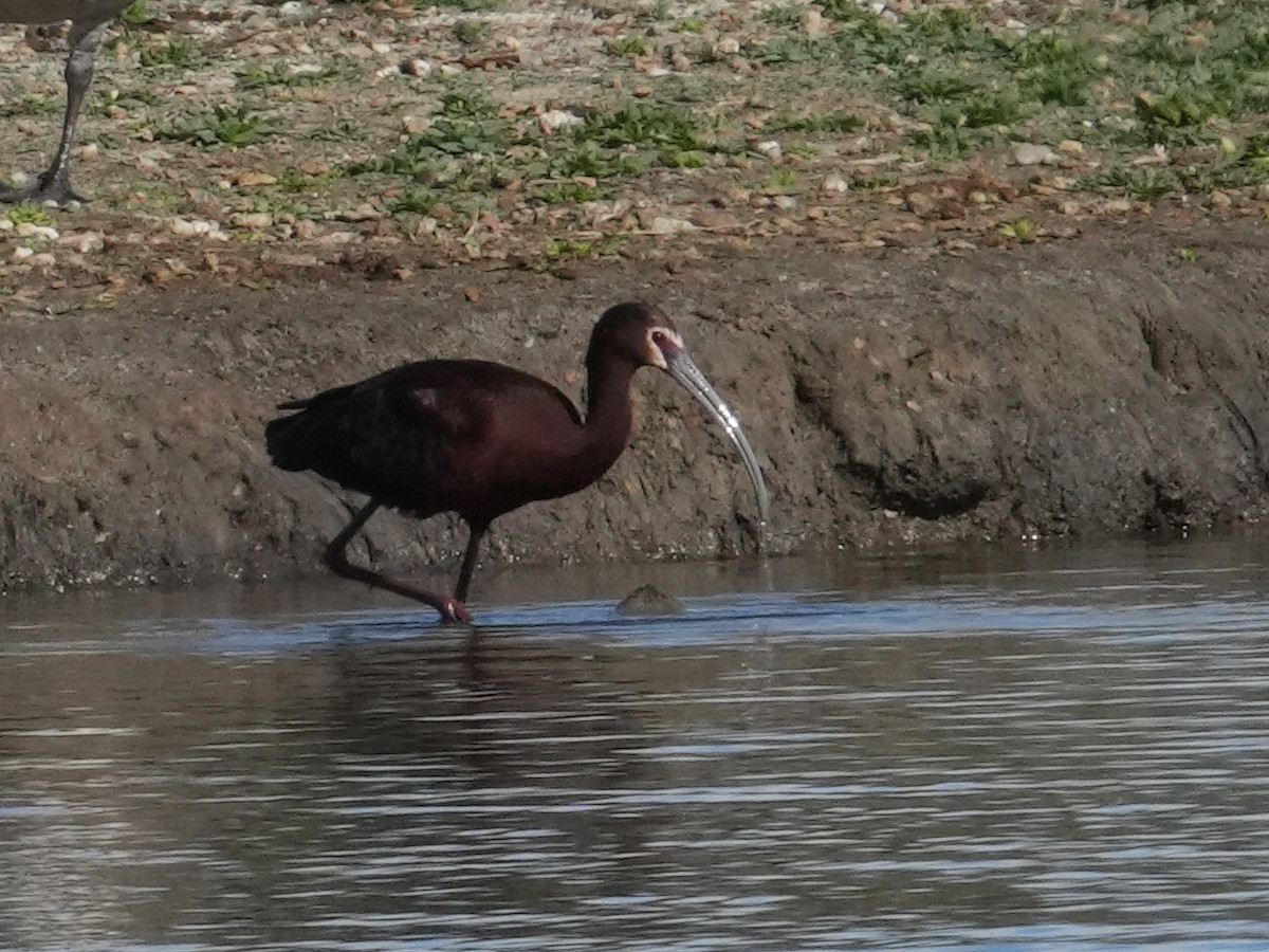 ibis americký - ML616546061