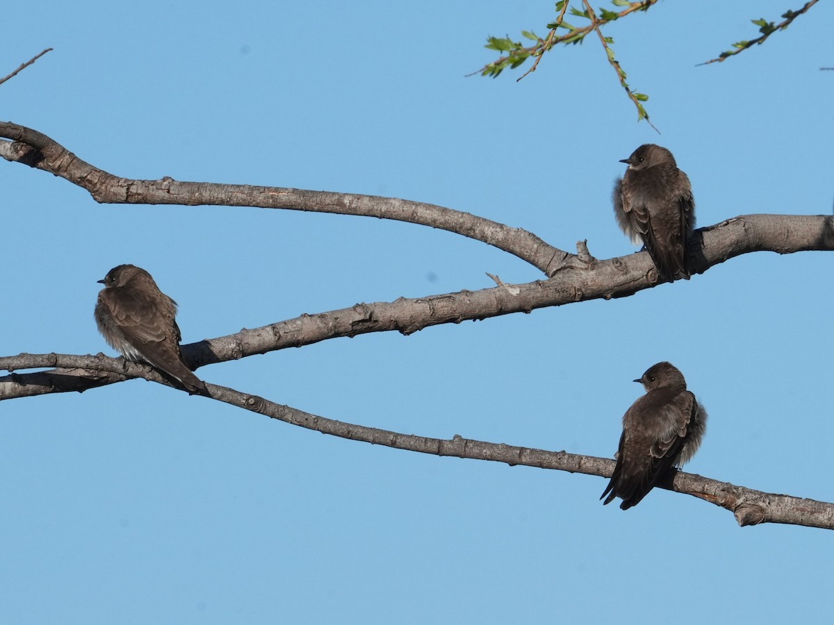 Northern Rough-winged Swallow - ML616546090
