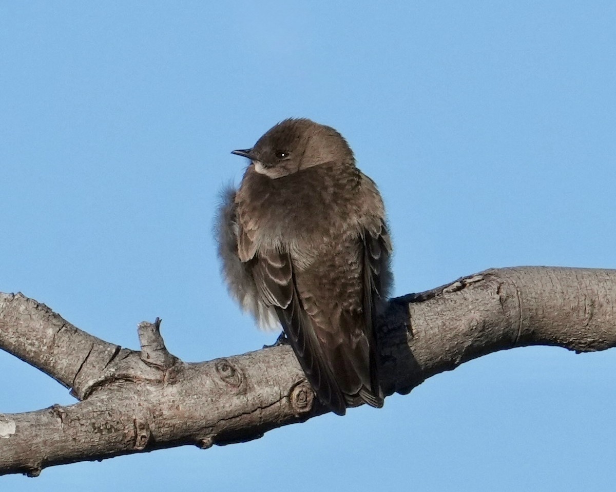 Northern Rough-winged Swallow - Don Hoechlin