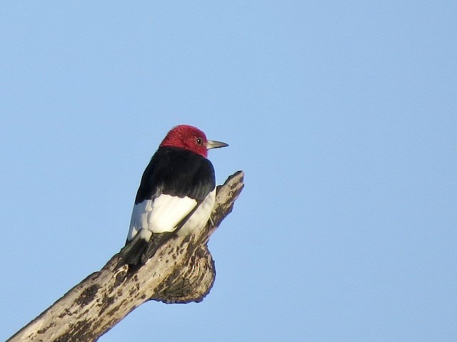 Red-headed Woodpecker - ML616546098