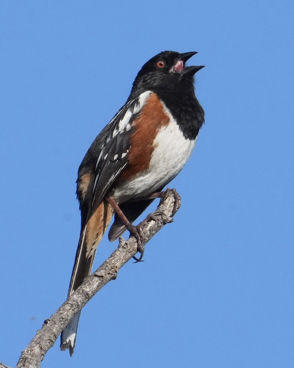 Spotted Towhee - ML616546114
