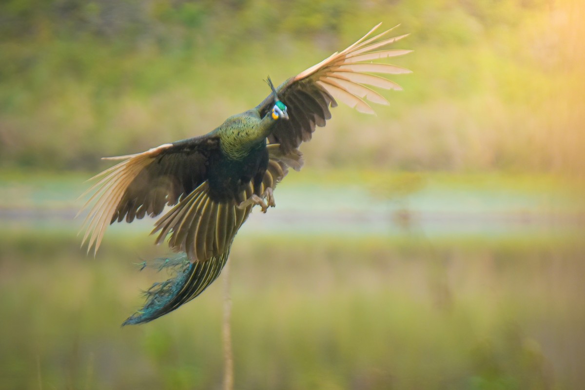 Green Peafowl - Thitiphon Wongkalasin