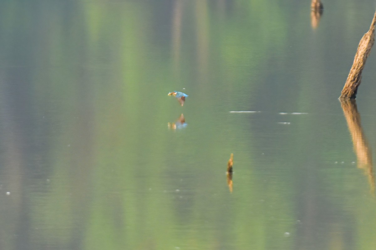 Common Kingfisher - ML616546154