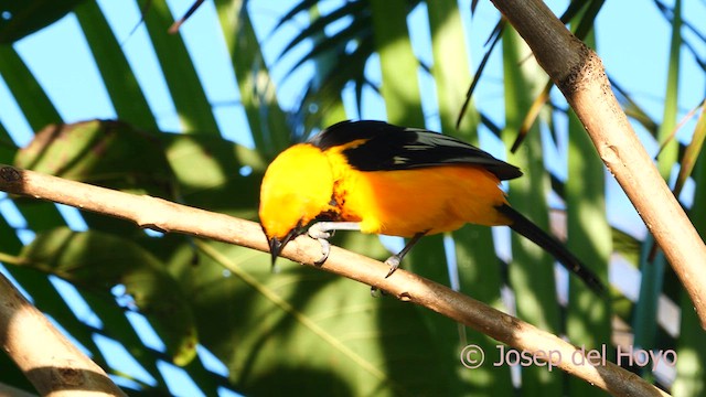 Spot-breasted Oriole - ML616546312