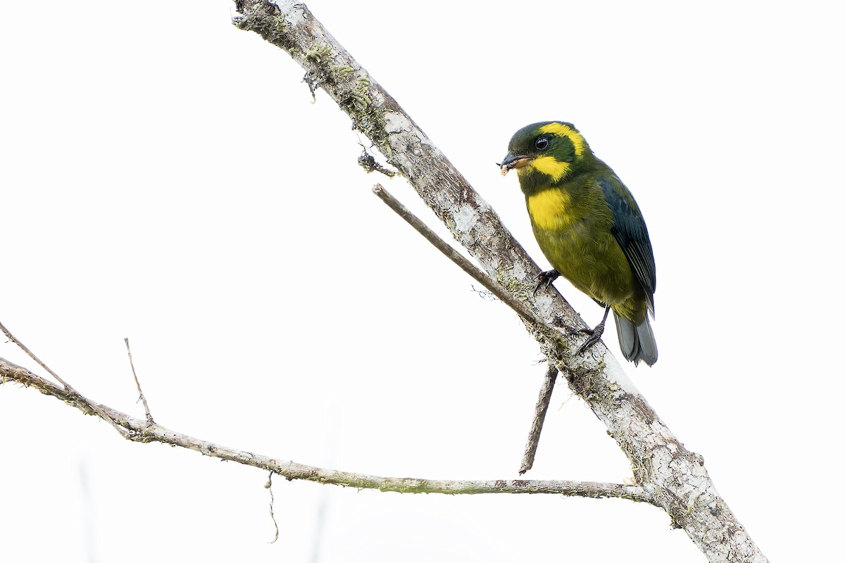 Gold-ringed Tanager - ML616546343