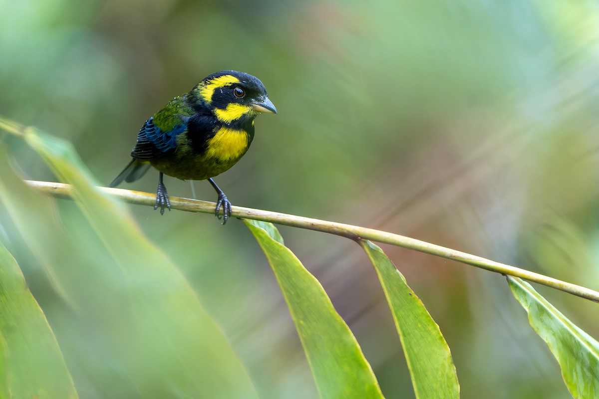 Gold-ringed Tanager - ML616546347