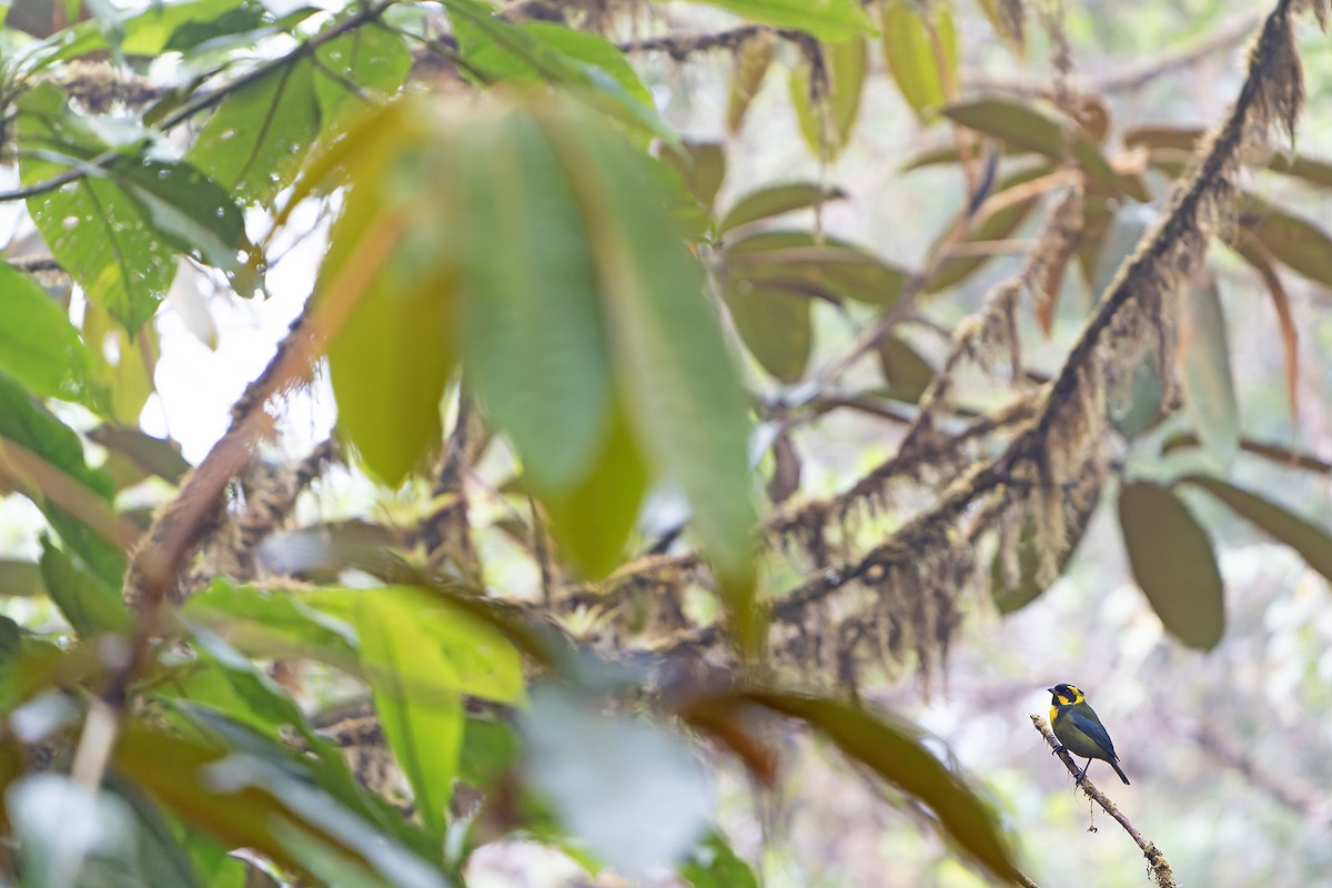 Gold-ringed Tanager - ML616546358