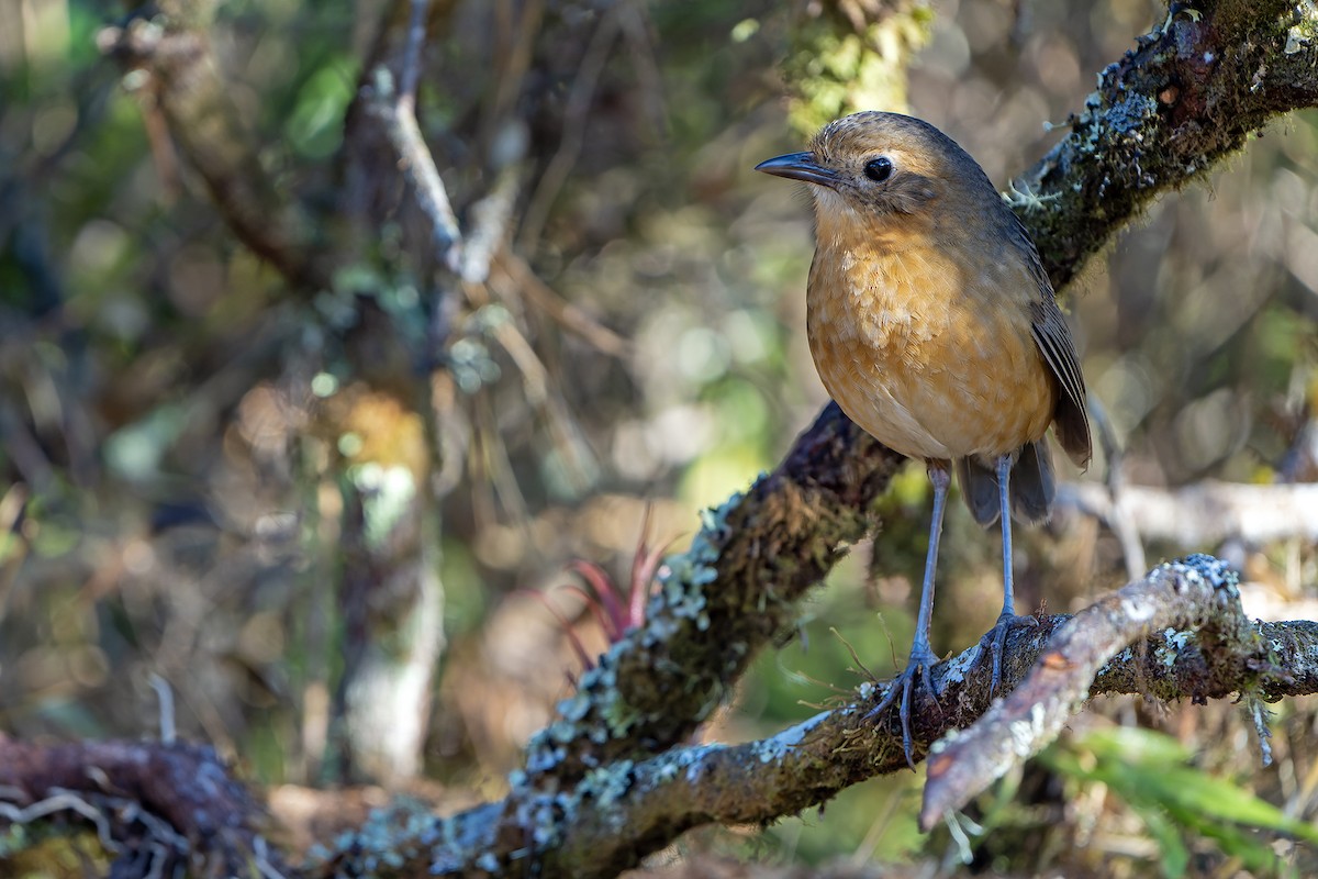 Grallaria sp. - Daniel López-Velasco | Ornis Birding Expeditions