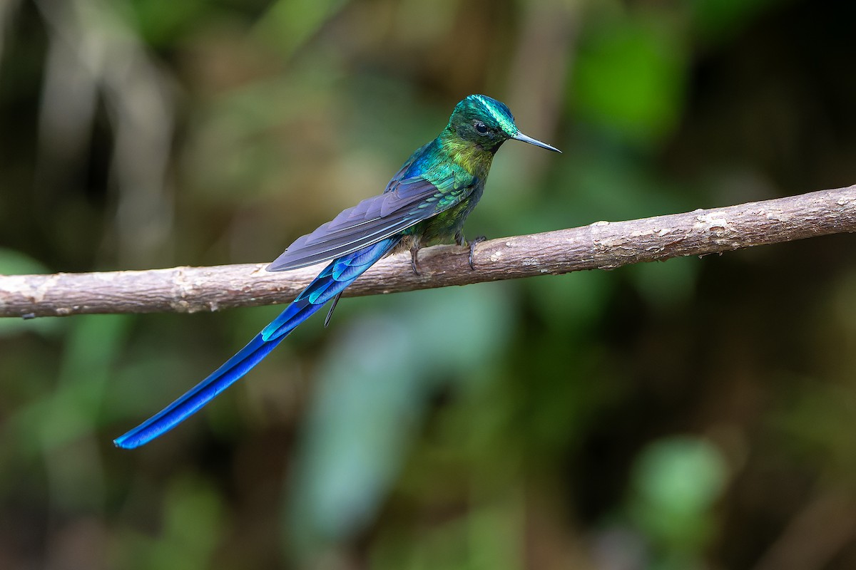Violet-tailed Sylph - ML616546511