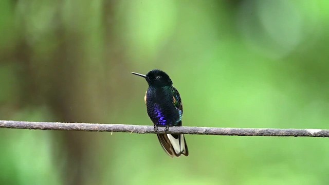 kolibřík hyacintový - ML616546515