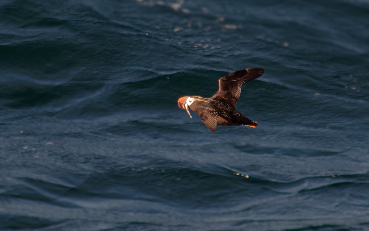 Horned Puffin - ML616546555