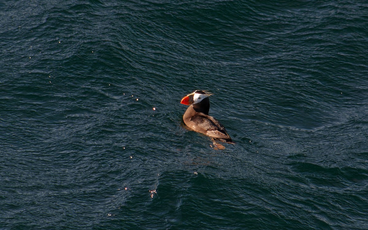 Horned Puffin - ML616546556