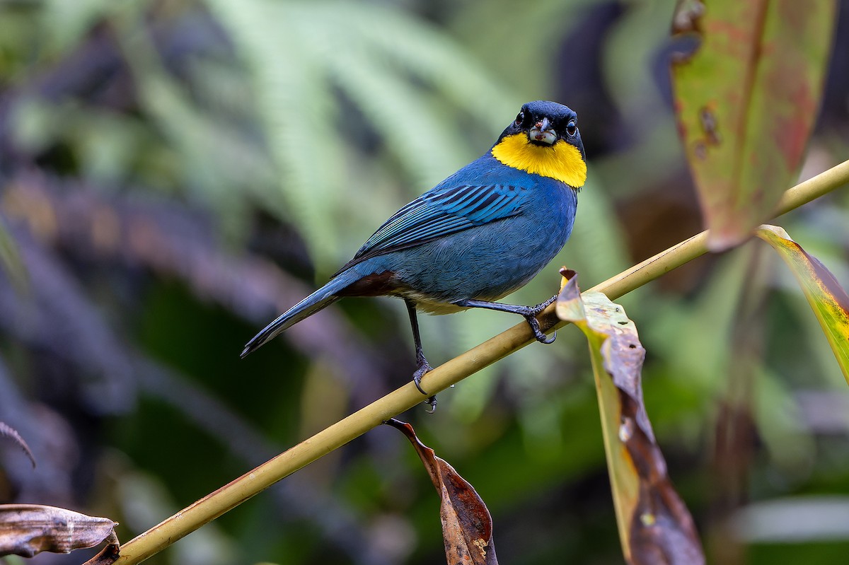 Purplish-mantled Tanager - Daniel López-Velasco | Ornis Birding Expeditions