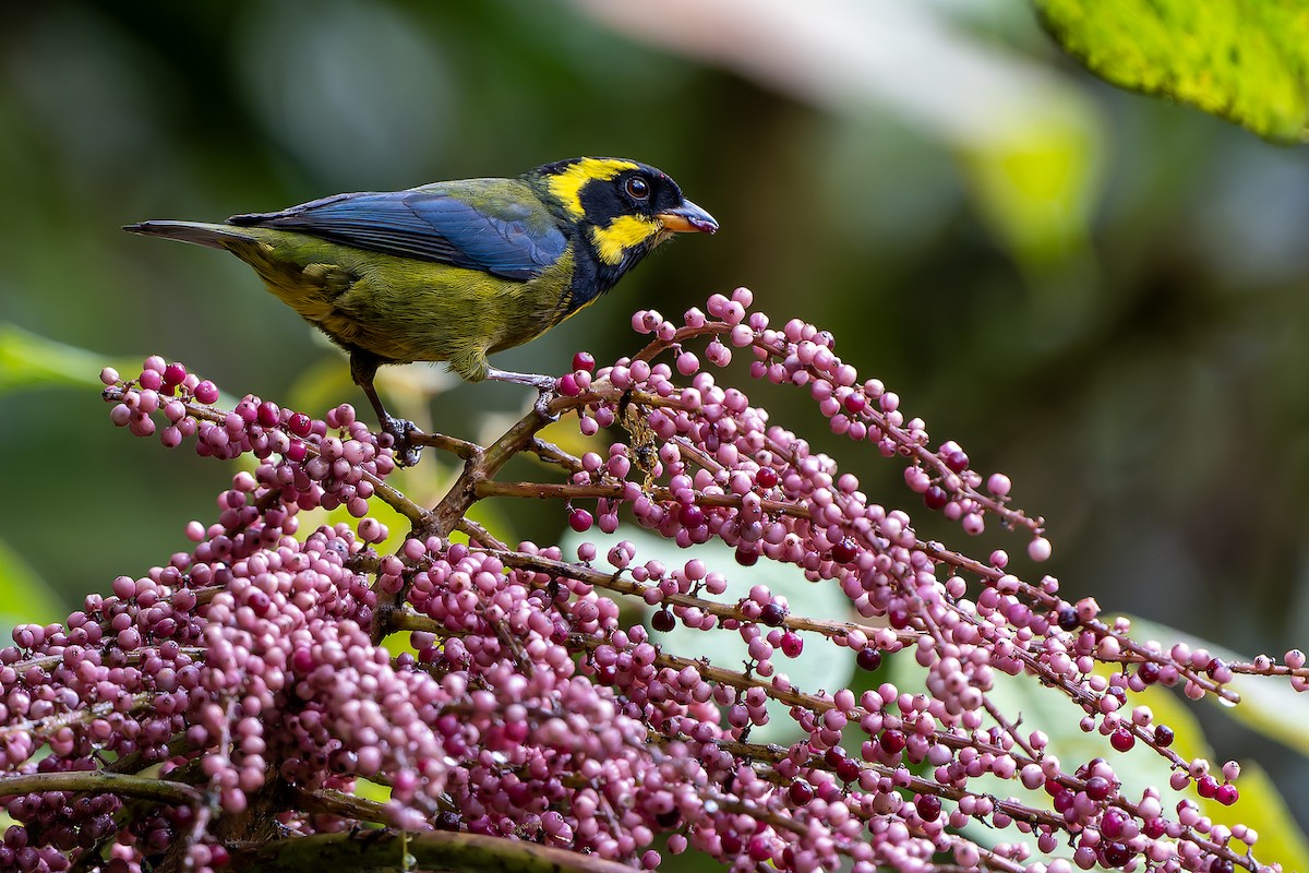 Gold-ringed Tanager - Daniel López-Velasco | Ornis Birding Expeditions