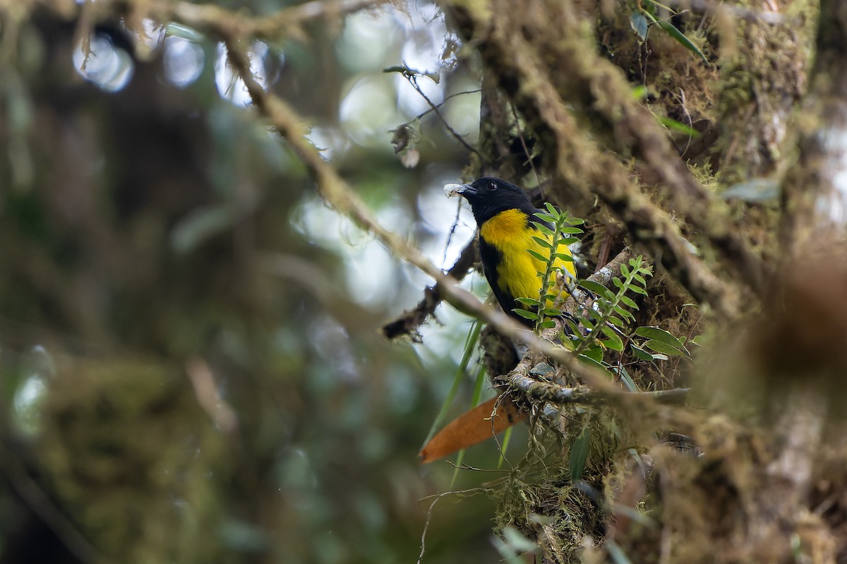 Black-and-gold Tanager - ML616546616