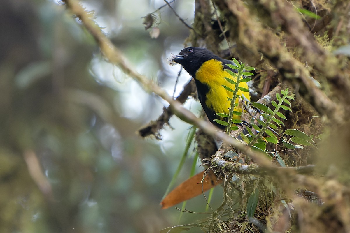 Black-and-gold Tanager - ML616546617