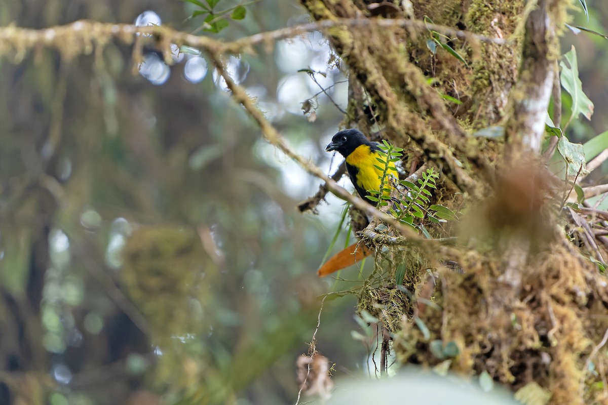 Black-and-gold Tanager - Daniel López-Velasco | Ornis Birding Expeditions