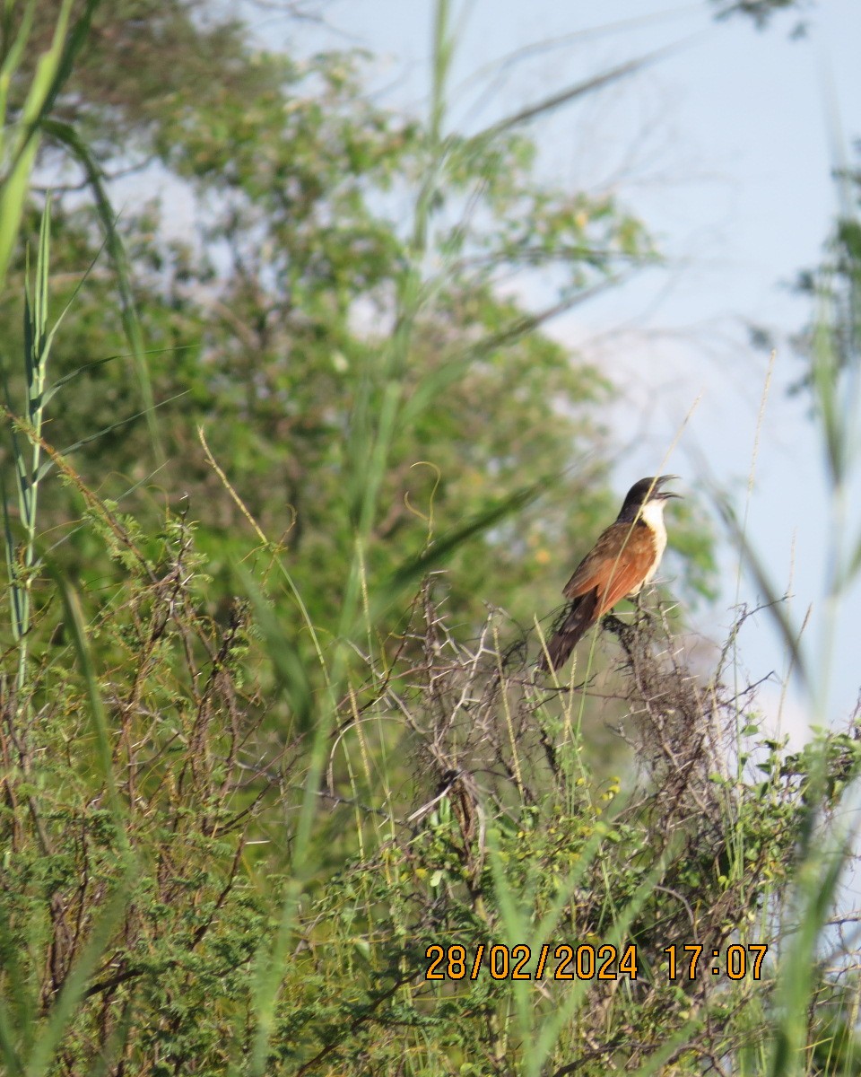 Coppery-tailed Coucal - ML616546633