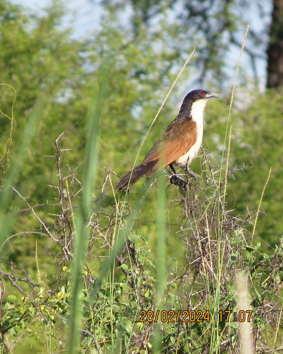 Coppery-tailed Coucal - Gary Bletsch