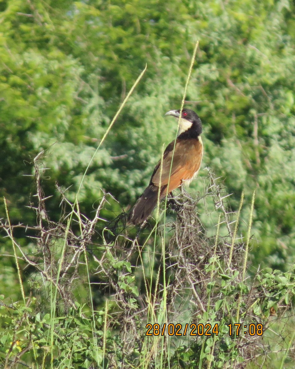 Coppery-tailed Coucal - ML616546639