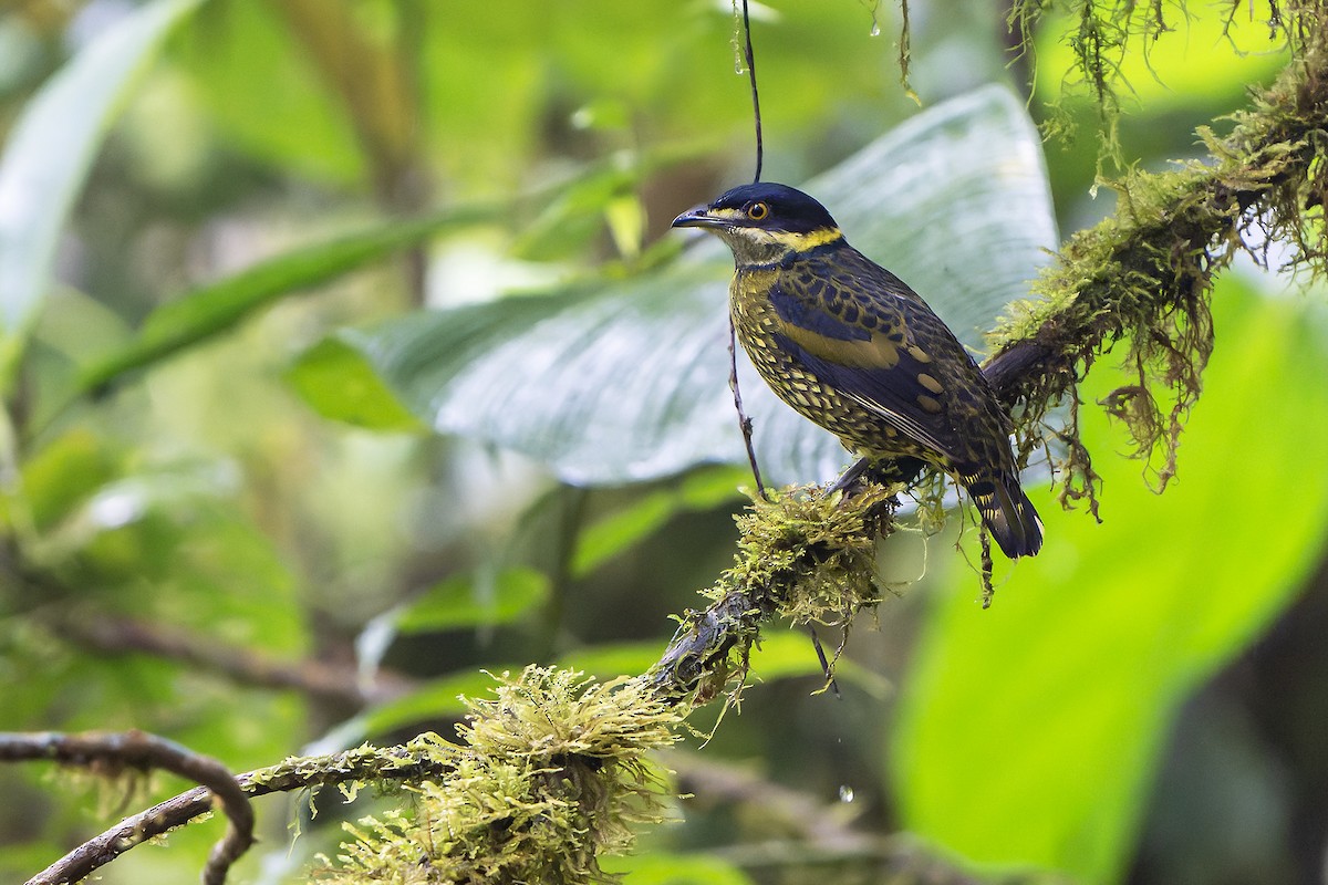 Scaled Fruiteater - Daniel López-Velasco | Ornis Birding Expeditions