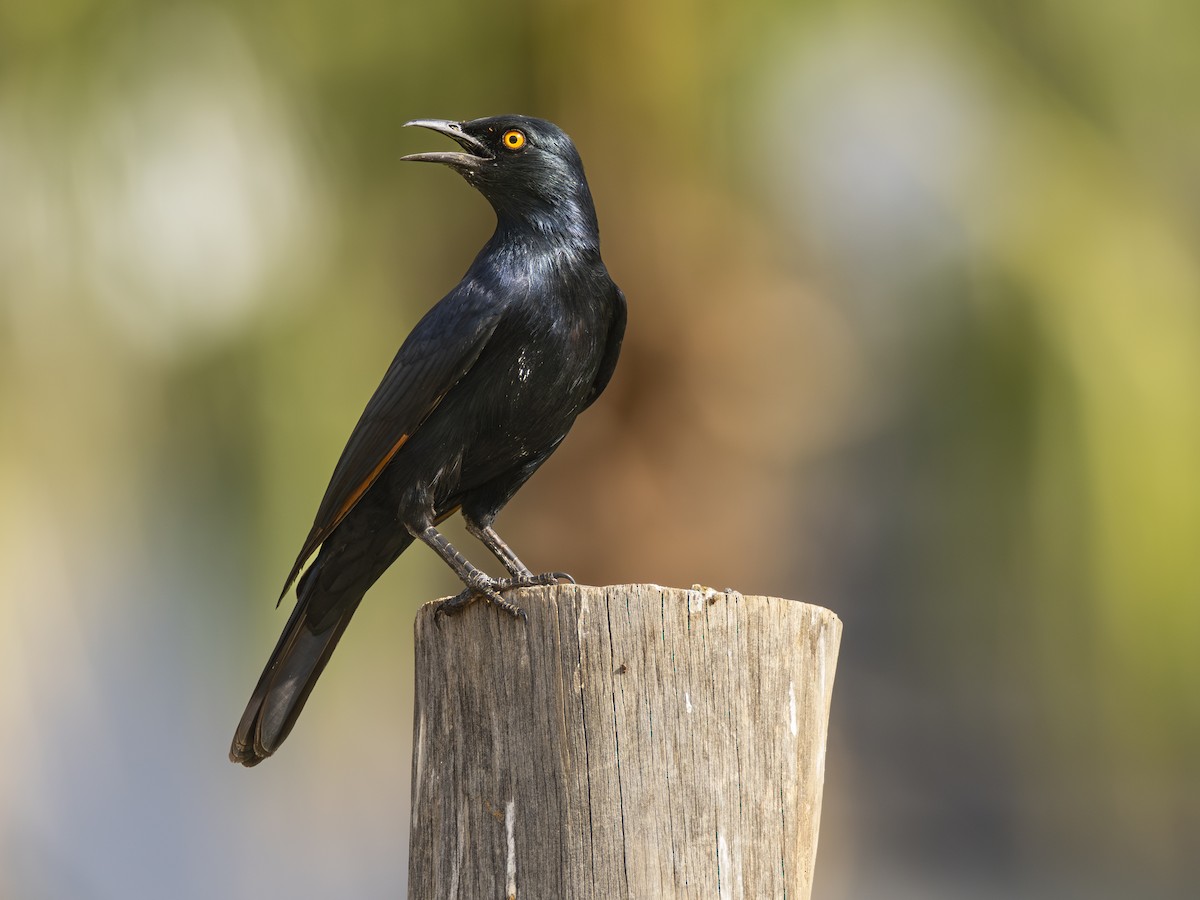 Pale-winged Starling - ML616546741