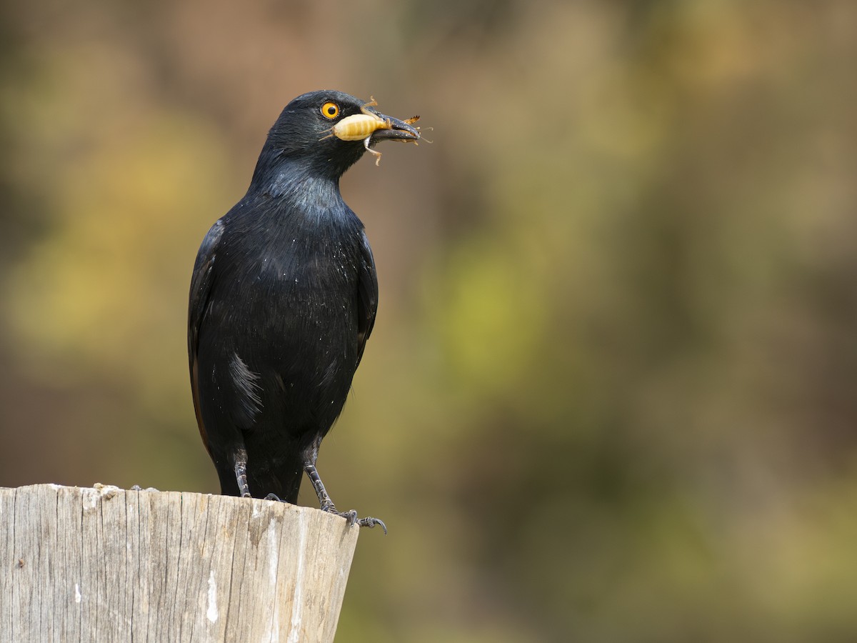 Pale-winged Starling - Abraham Hernández